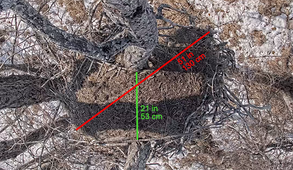 Nest Measurements