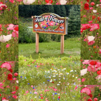Kenai Field of Flowers 