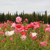 Kenai Field of Flowers