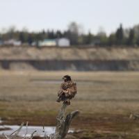 Eagle and Kenai Bluffs