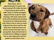 Roxy, available dog