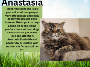 Anastasia, available cat