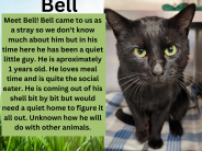 Bell, available cat