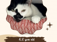 CoCo! 4.5 year old female cat.