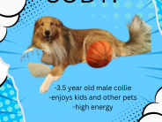 Cody! 3.5 year old male rough collie