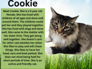 Cookie, available cat