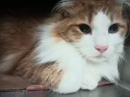 Drake! 6 year old male cat.
