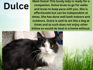 Dulce, available cat