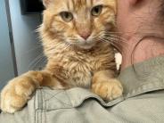 Gerald! 3 year old male cat.