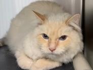 Halen! 4 year old male cat.