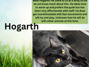 Hogarth, available cat