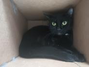 Iris! 7 year old female cat. 