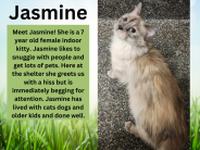 Jasmine, available cat