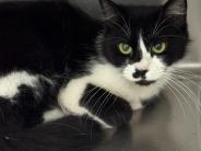 Lizzy! 1 year old female.
