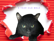 Lloyd! 4 year old male.