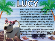 Lucy! a 6 year old female