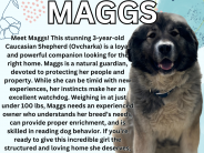 Maggs! a 3 year old female