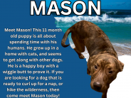Mason! an 11-month old male