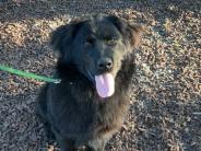 Maverik! 9 month old male Newfoundland/lab mix.