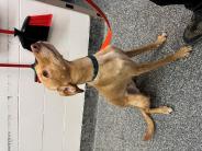 Olaf! 4 year old male greyhound/lab mix.