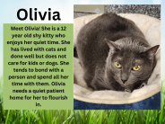 Olivia, available cat