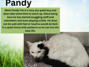 Pandy, available cat