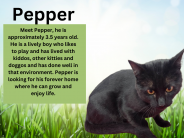 Pepper, available cat