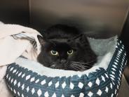 Pumpkin! 4 year old female cat. 