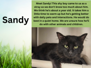 Sandy, available cat