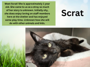 Scrat, available cat