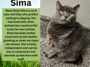 Sima, available cat