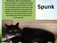 Spunk, available cat