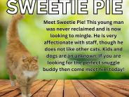 Sweetie Pie! 3 year old male cat.