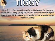 Tiggy! 6 year old female cat.