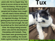 Tux, available cat