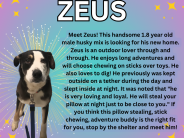 Zeus! a 1+ year old male