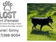 Lost dog, Ginny