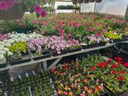 Parks and Recreation Greenhouse