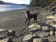 Dog on beach