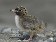 Arctic Tern