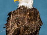 Bald Eagle pc: George Kirsch