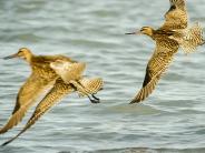 Bartailed Godwit  pc: Jerry Flippin