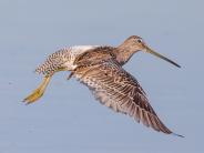 Dowitcher