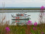 Fireweed, Boat, Kenai River