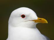 Mew Gull