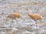 Sandhill Cranes