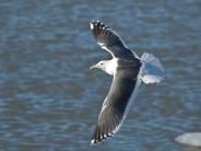 Slaty Backed Gull