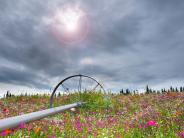 Field of Flowers