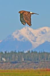 Northern Harrier photo by George Kirsch all rights reserved