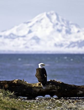 Eagle on a log in front of water with a snowy mountain in the background